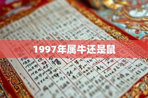1997年属牛还是鼠 1997年属牛还是鼠