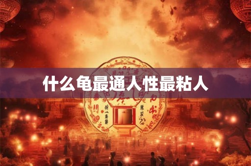 什么龟最通人性最粘人
