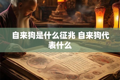 自来狗是什么征兆 自来狗代表什么