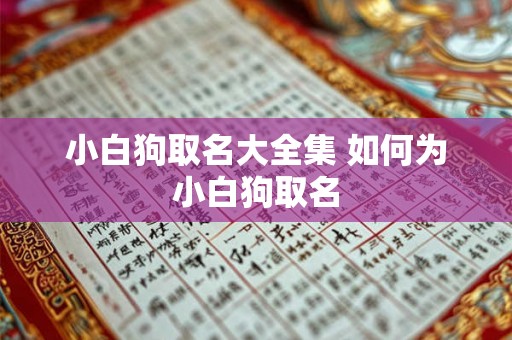 小白狗取名大全集 如何为小白狗取名 小白狗取名大全集 如何为小白狗取名