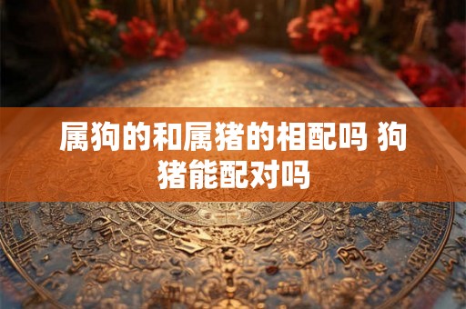 属狗的和属猪的相配吗 狗猪能配对吗 属狗的和属猪的相配吗 狗猪能配对吗