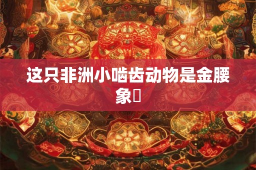这只非洲小啮齿动物是金腰象鼩 这只非洲小啮齿动物是金腰象鼩